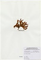 藏品(海木耳)的圖片